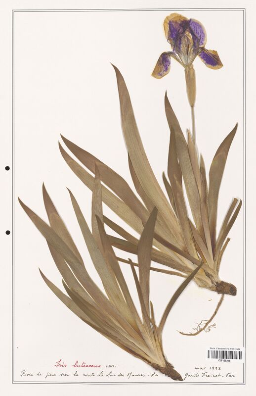 Iris lutescens  (Iridaceae)