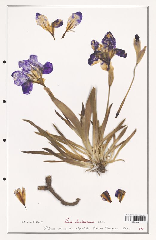 Iris lutescens  (Iridaceae)