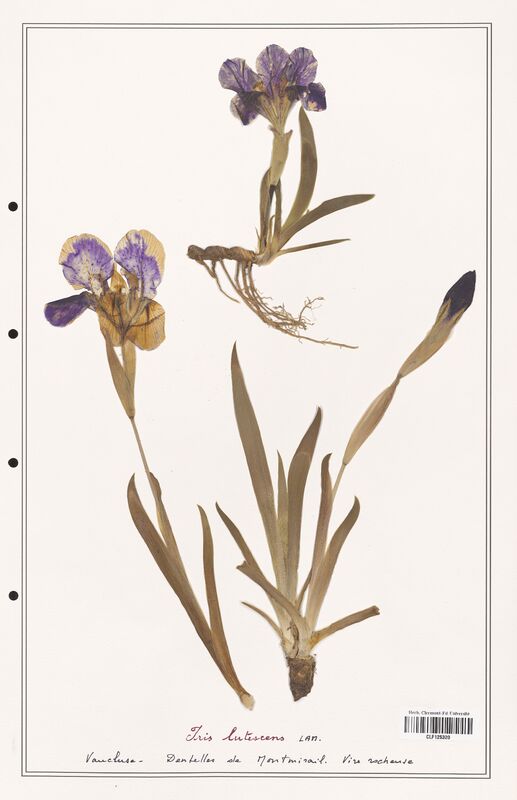 Iris lutescens  (Iridaceae)