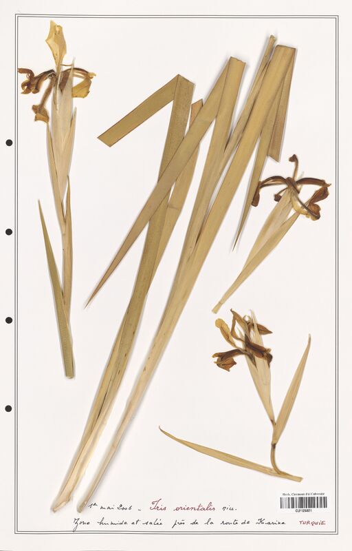 Iris orientalis  (Iridaceae)