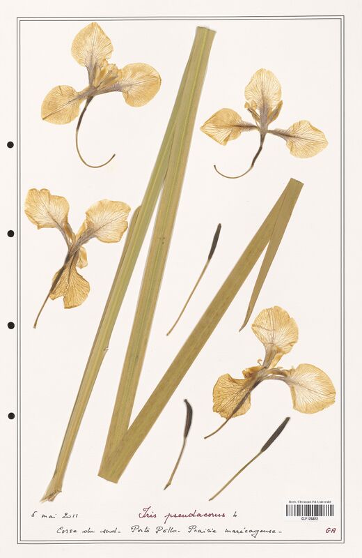 Iris pseudacorus  (Iridaceae)