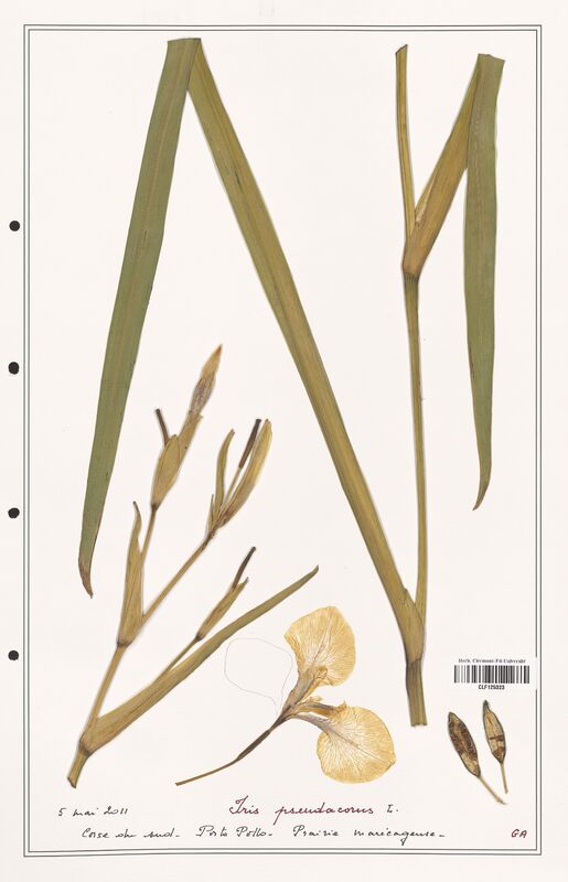 Iris pseudacorus  (Iridaceae)