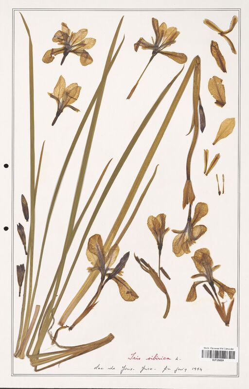 Iris sibirica  (Iridaceae)