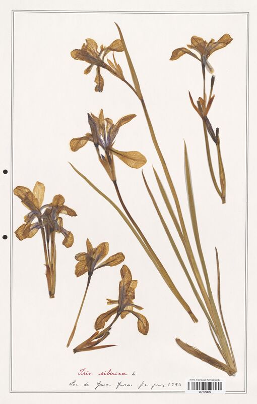 Iris sibirica  (Iridaceae)