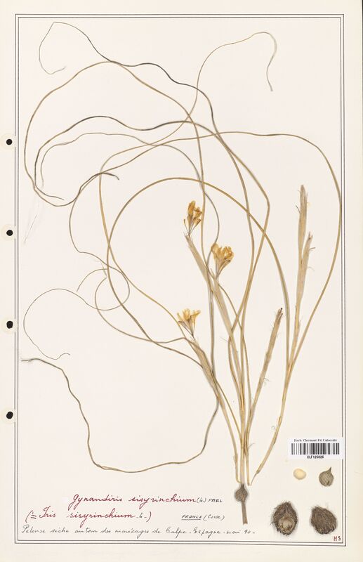 Iris sisyrinchium  (Iridaceae)