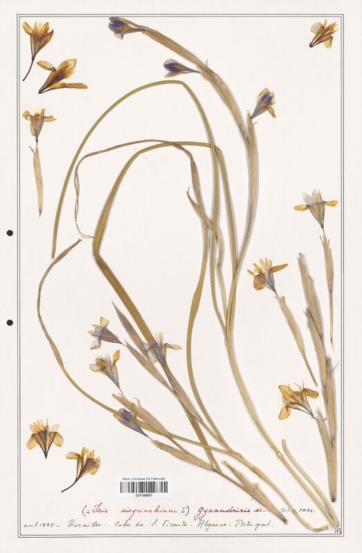 Iris sisyrinchium  (Iridaceae)