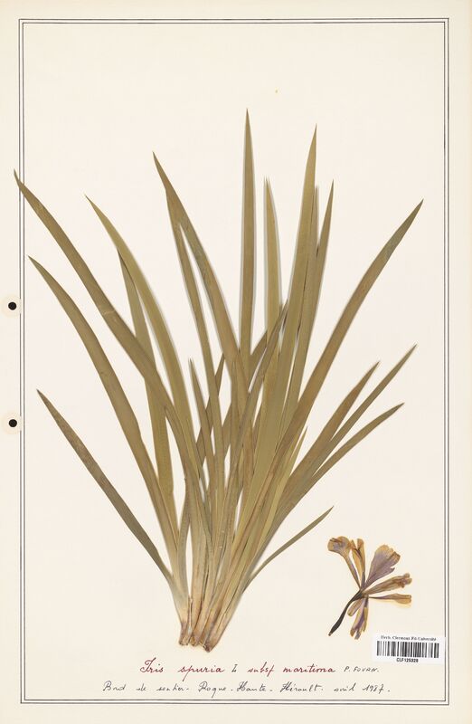 Iris spuria  (Iridaceae)