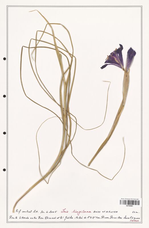 Iris tingitana  (Iridaceae)