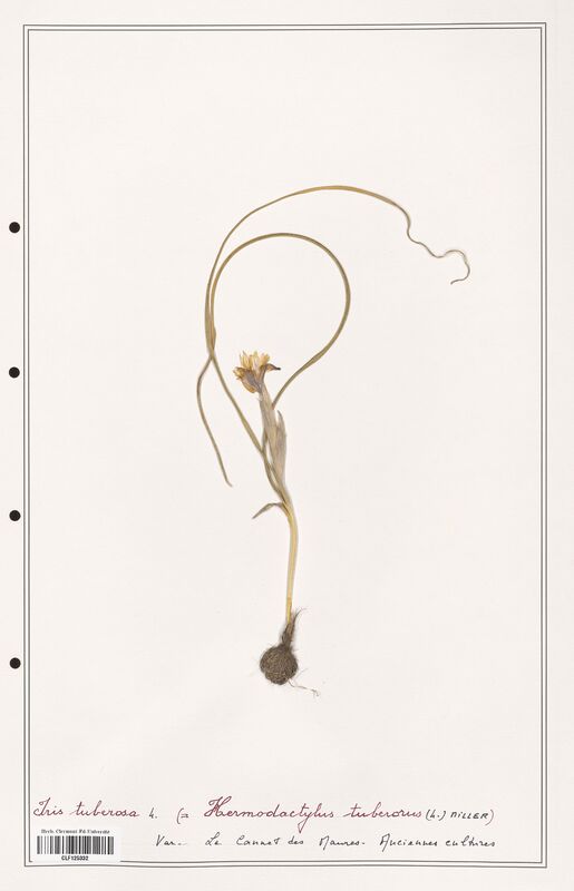 Iris tuberosa  (Iridaceae)