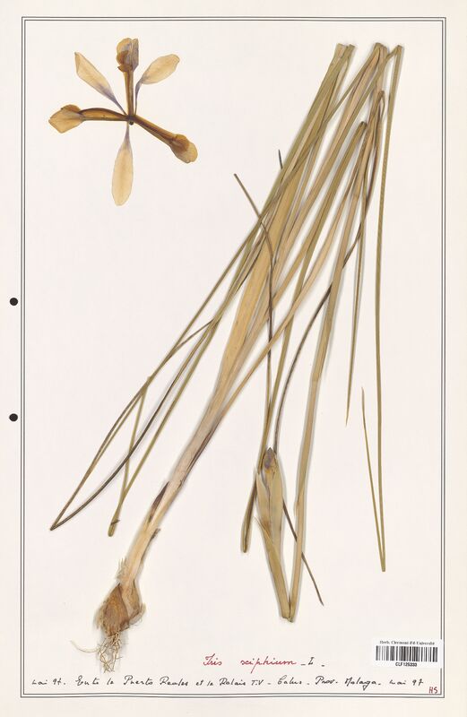 Iris xiphium  (Iridaceae)