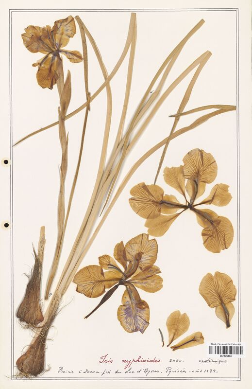 Iris xyphioides  (Iridaceae)