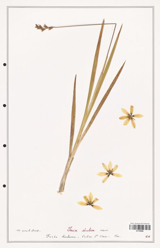 Ixia dubia  (Iridaceae)