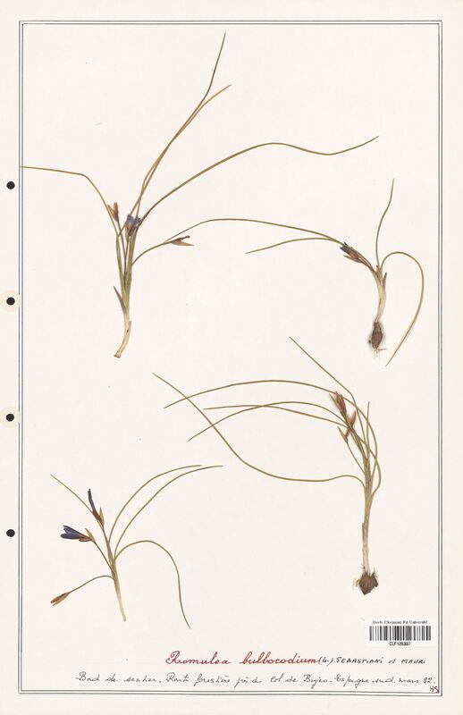 Romulea bulbocodium  (Iridaceae)