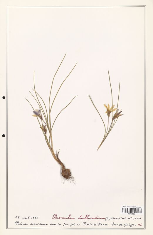 Romulea bulbocodium  (Iridaceae)