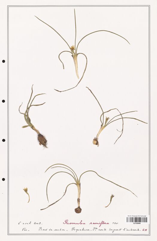 Romulea ramiflora  (Iridaceae)