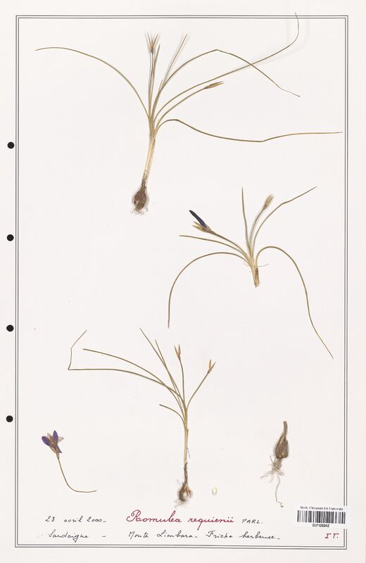 Romulea requienii  (Iridaceae)