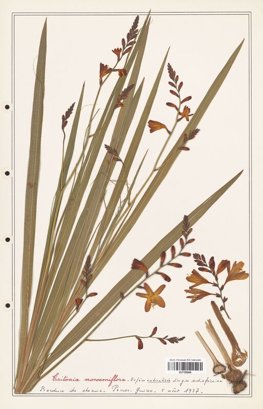 Tritonia orocosmiflora  (Iridaceae)
