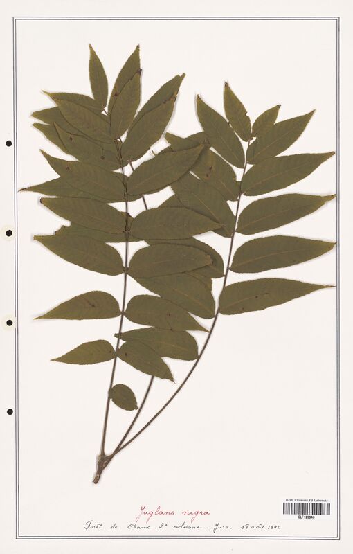 Juglans nigra  (Iridaceae)