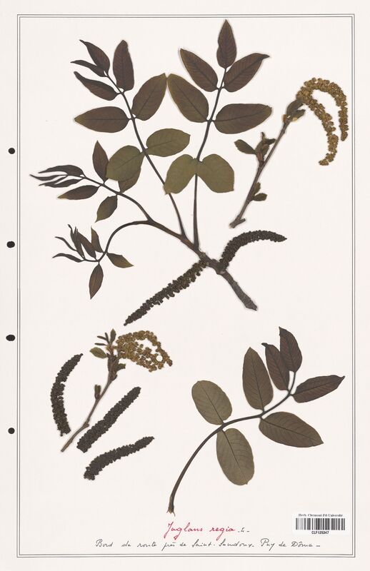 Juglans regia  (Iridaceae)