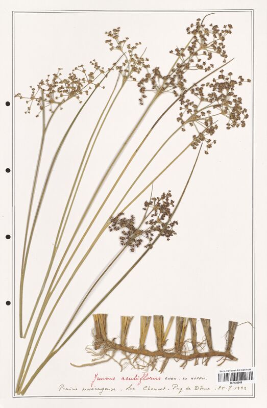 Juncus acutiflorus  (Juncaceae)