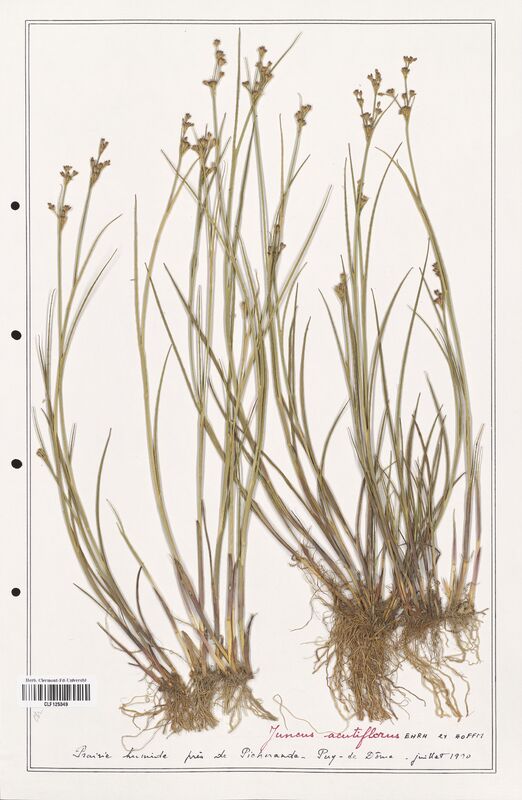 Juncus acutiflorus  (Juncaceae)