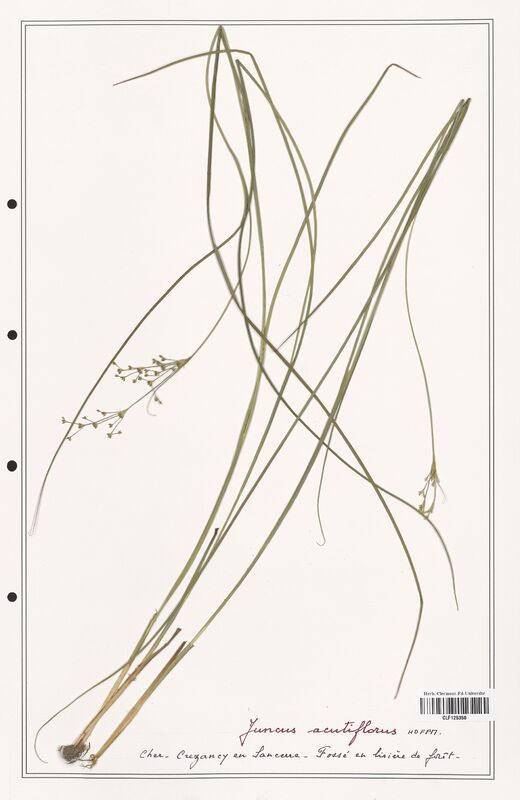 Juncus acutiflorus  (Juncaceae)