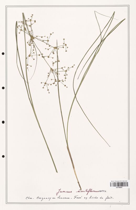 Juncus acutiflorus  (Juncaceae)