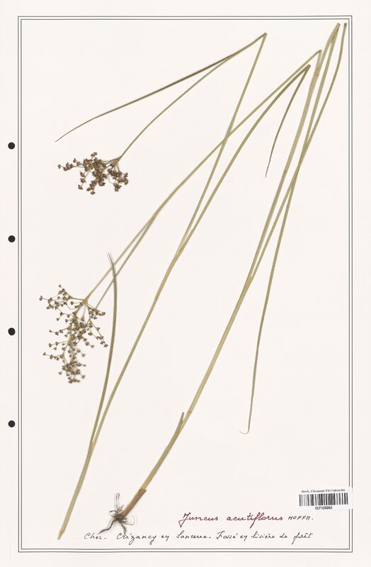 Juncus acutiflorus  (Juncaceae)