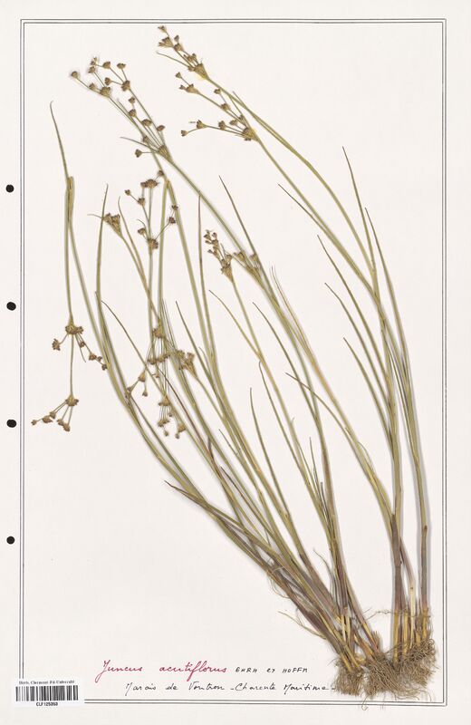 Juncus acutiflorus  (Juncaceae)