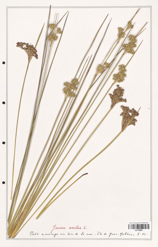 Juncus acutus  (Juncaceae)