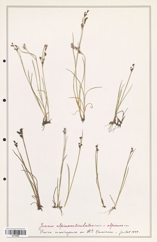 Juncus alpinoarticulatus  (Juncaceae)