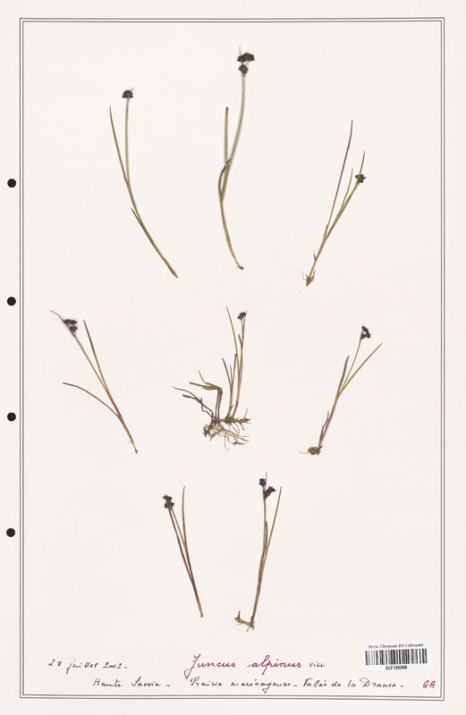 Juncus alpinus  (Juncaceae)