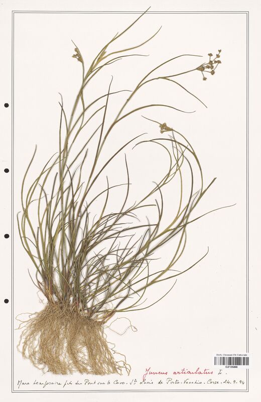 Juncus articulatus  (Juncaceae)