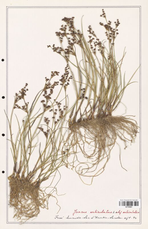 Juncus articulatus  (Juncaceae)