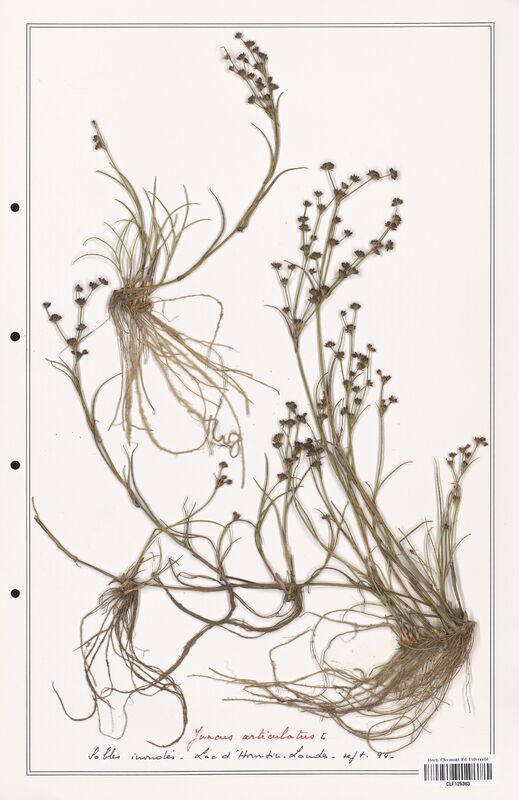 Juncus articulatus  (Juncaceae)