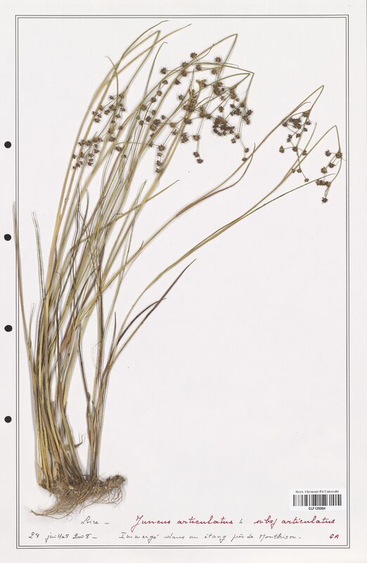 Juncus articulatus  (Juncaceae)