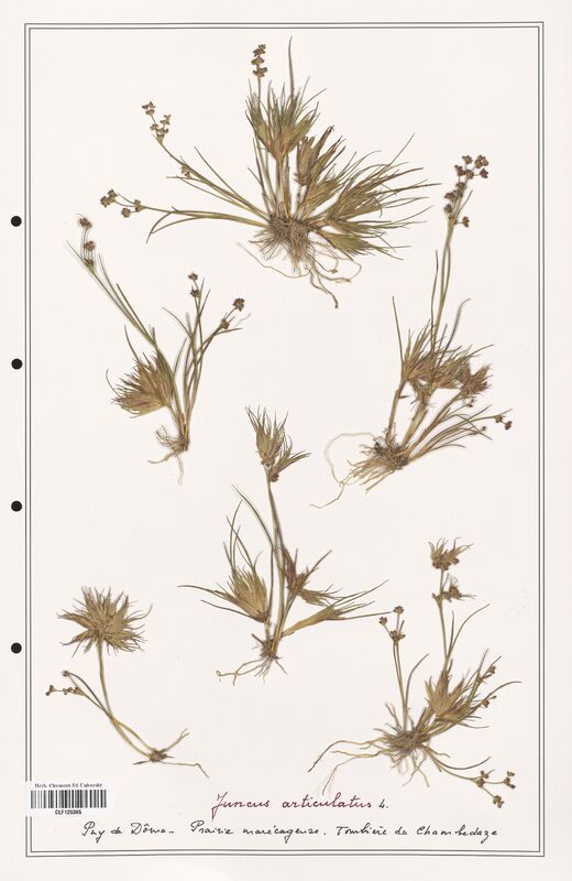 Juncus articulatus  (Juncaceae)