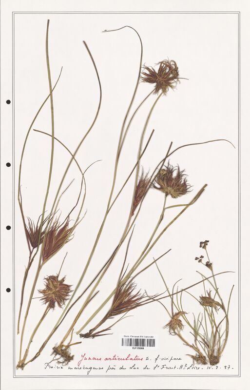 Juncus articulatus  (Juncaceae)