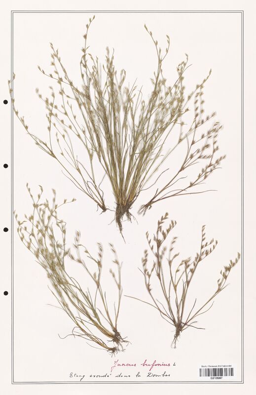 Juncus bufonius  (Juncaceae)