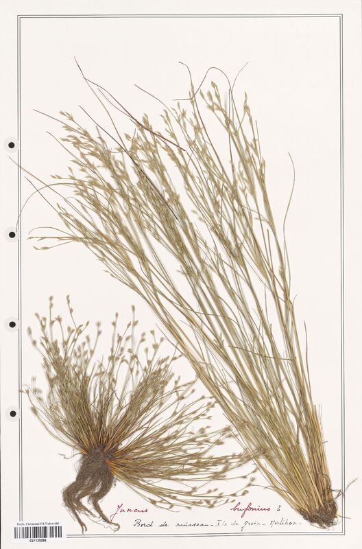 Juncus bufonius  (Juncaceae)