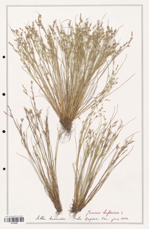 Juncus bufonius  (Juncaceae)