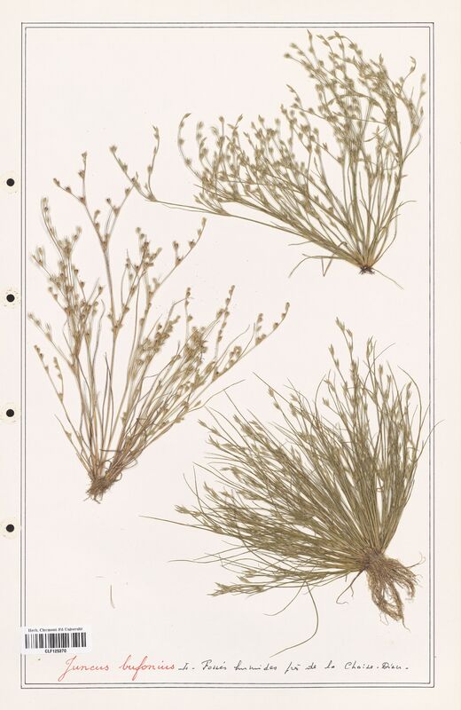 Juncus bufonius  (Juncaceae)