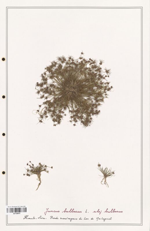 Juncus bulbosus  (Juncaceae)