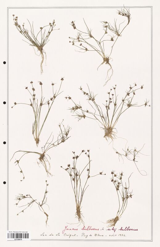 Juncus bulbosus  (Juncaceae)