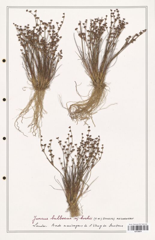 Juncus bulbosus  (Juncaceae)