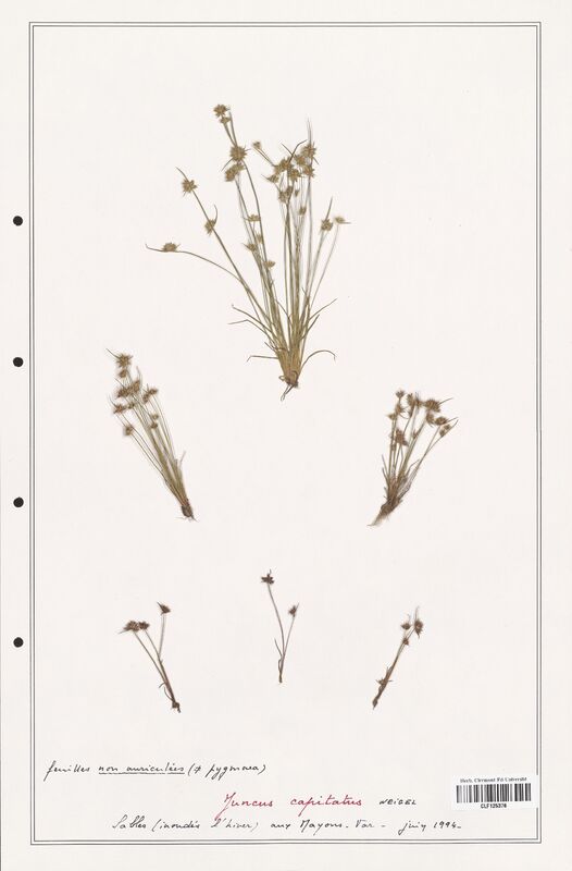 Juncus capitatus  (Juncaceae)