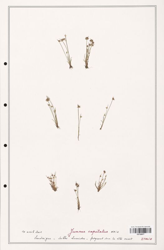 Juncus capitatus  (Juncaceae)