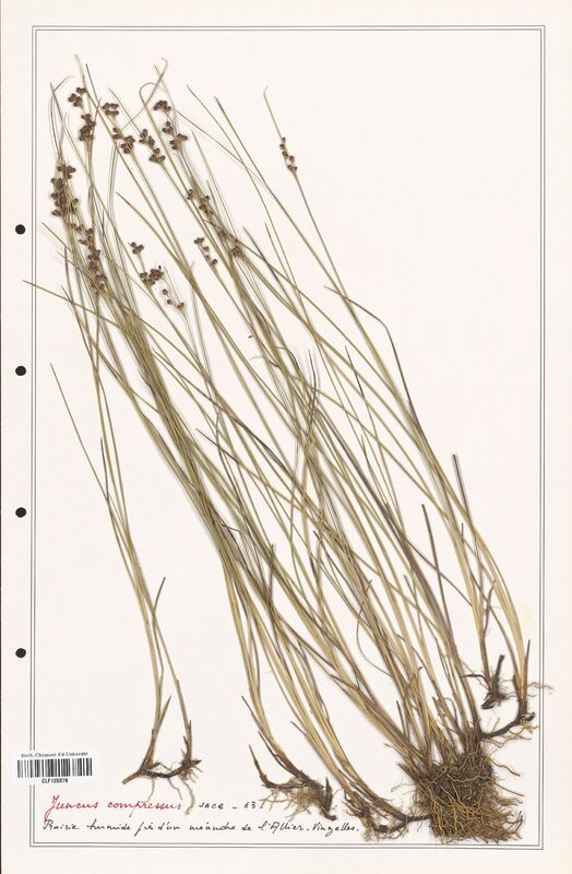 Juncus compressus  (Juncaceae)