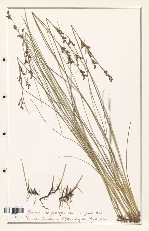 Juncus compressus  (Juncaceae)