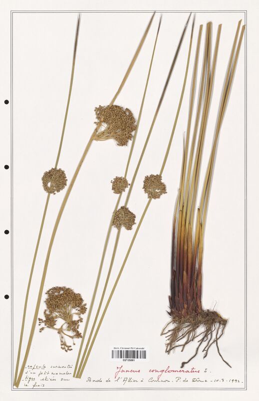 Juncus conglomeratus  (Juncaceae)